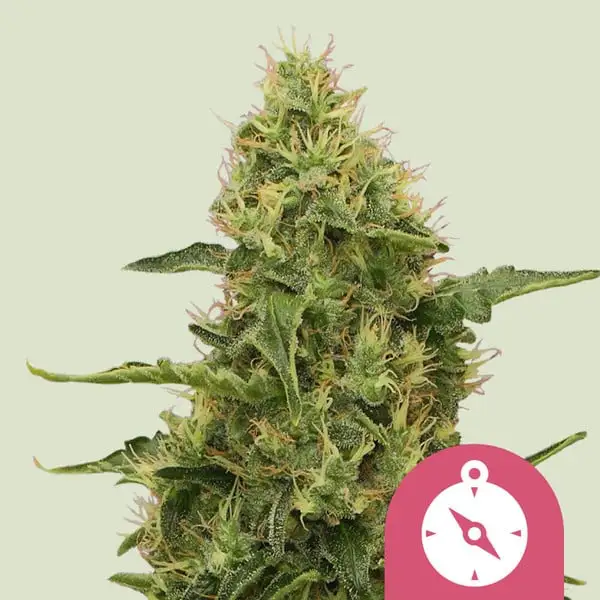 Northern Lights Royal Queen Seeds Northern Lights Royal Queen Seeds