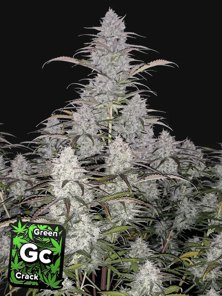 Green Crack Fast Buds Green Crack Fast Buds