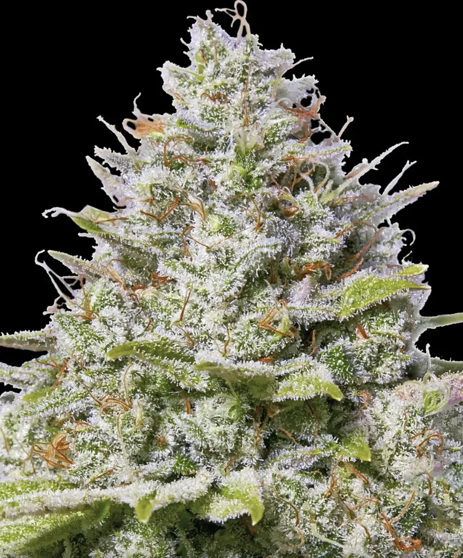Blue Gelato 41 BF Blue Gelato 41 BF