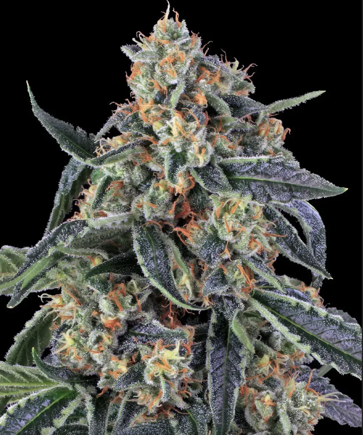 Cookies Kush BF Cookies Kush BF