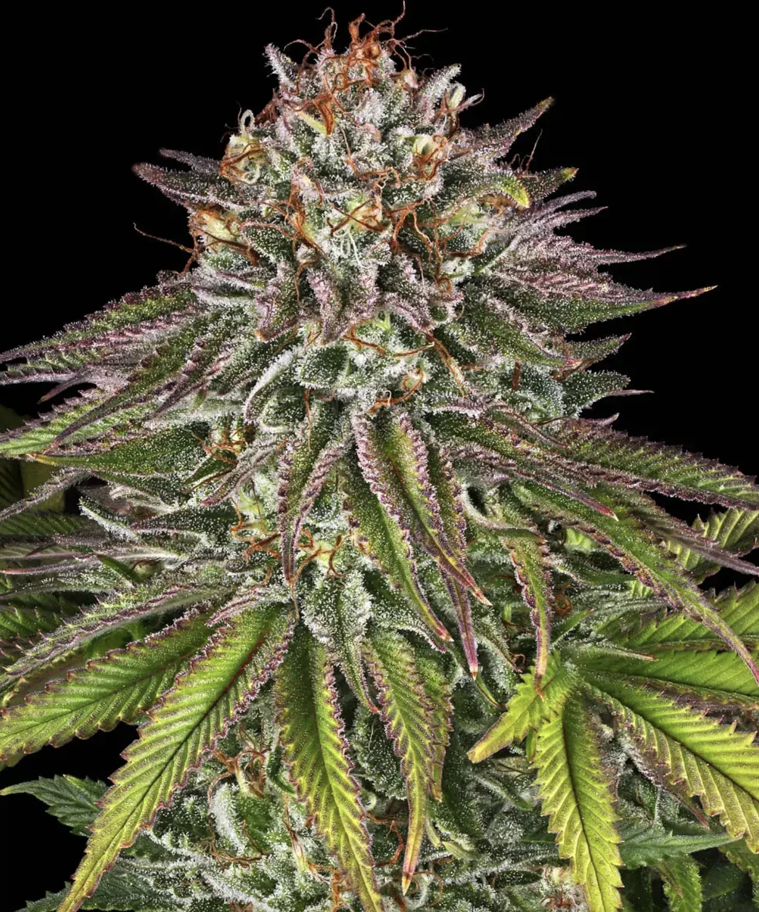 Critical Kush BF Critical Kush BF