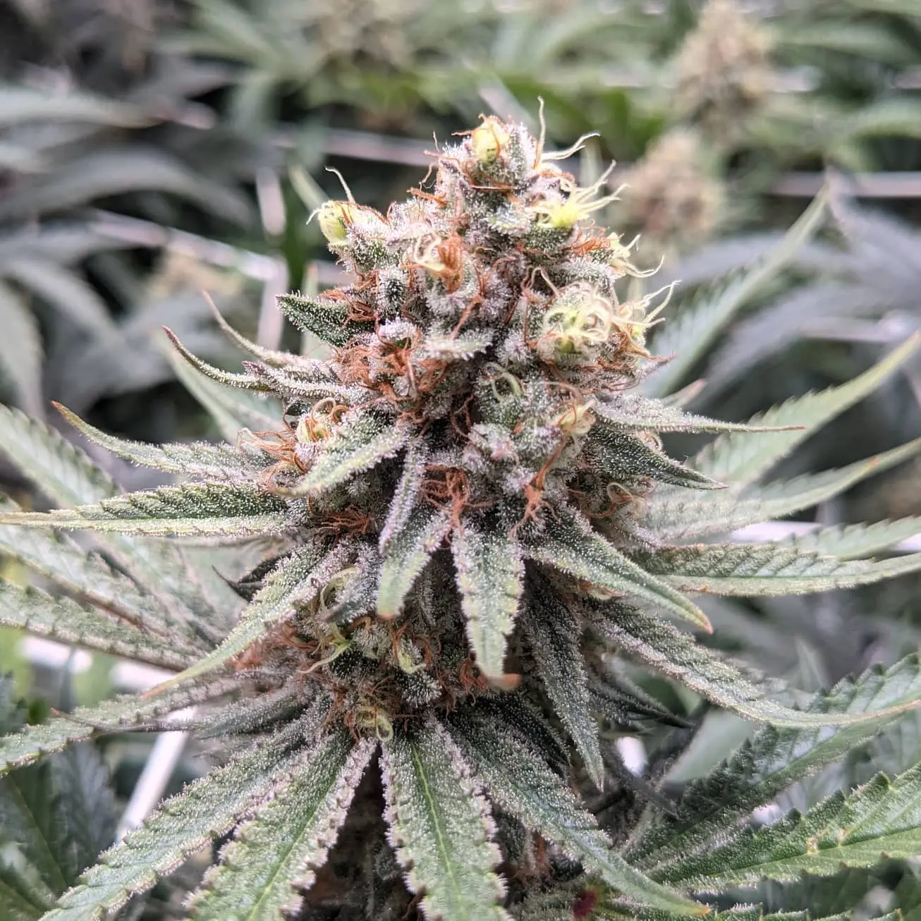 White Widow PaxGenetix White Widow PaxGenetix