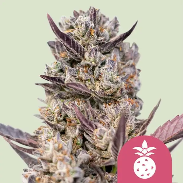 Tropicana Cookies Purple Royal Queen Seeds Tropicana Cookies Purple Royal Queen Seeds