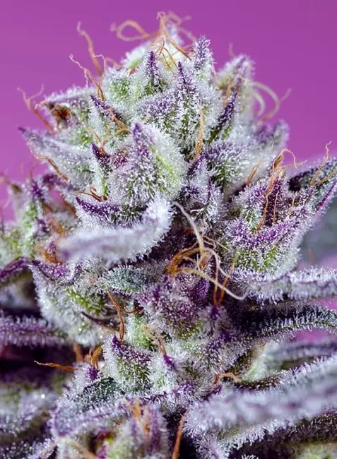 Diablos Delight Sweet Seeds Diablos Delight Sweet Seeds
