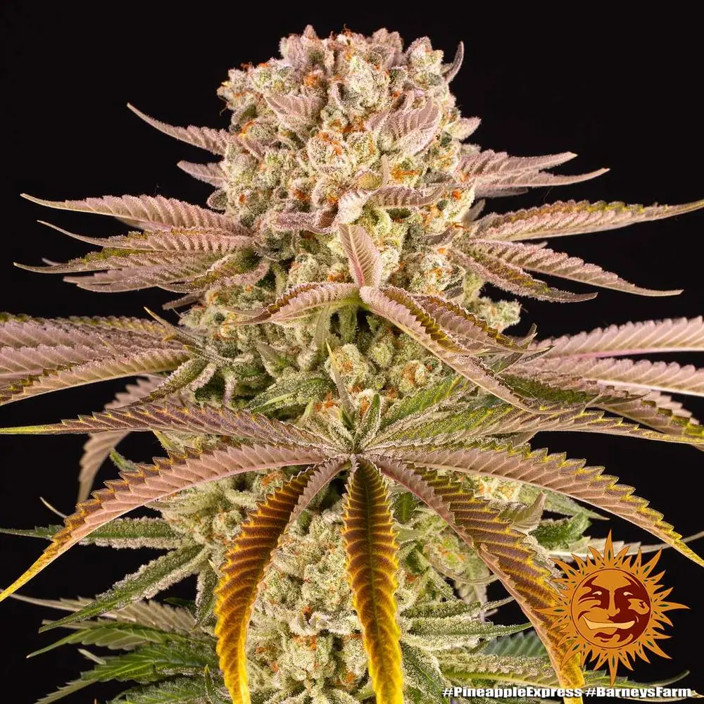Pineapple Express Barneys Farm Pineapple Express Barneys Farm