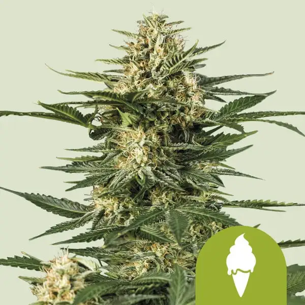 Green Gelato Automatic Green Gelato Automatic