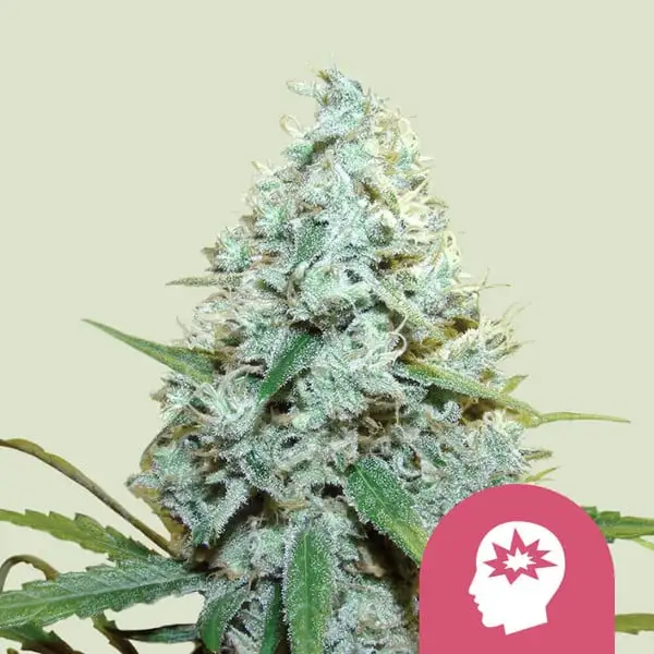 AMG Royal Queen Seeds AMG Royal Queen Seeds