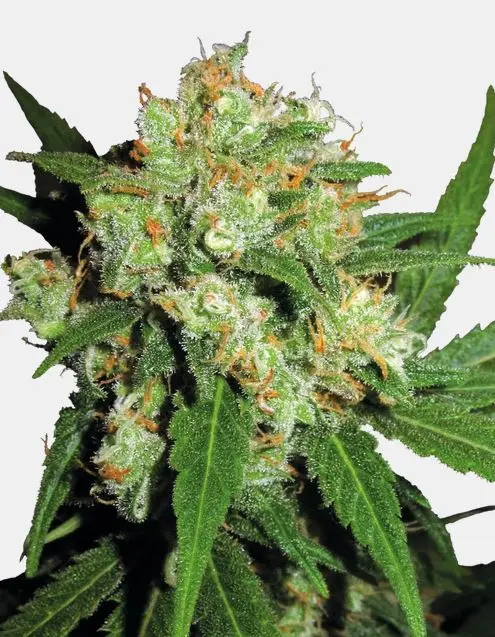 Sensi Skunk Sensi Seeds Sensi Skunk Sensi Seeds