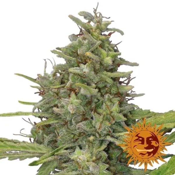 G13 Haze BF G13 Haze BF