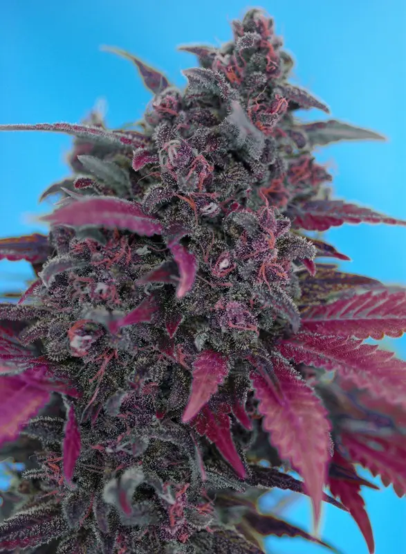 Dark Devil Auto Sweet Seeds Dark Devil Auto Sweet Seeds