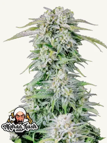 Afghan Kush Auto Afghan Kush Auto