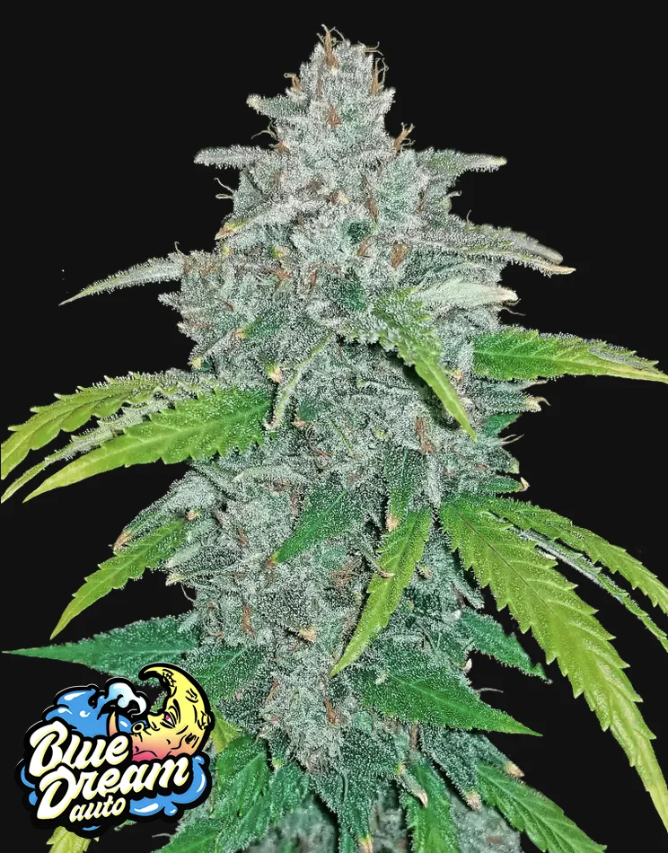 Blue Dream Auto Fast Buds Blue Dream Auto Fast Buds