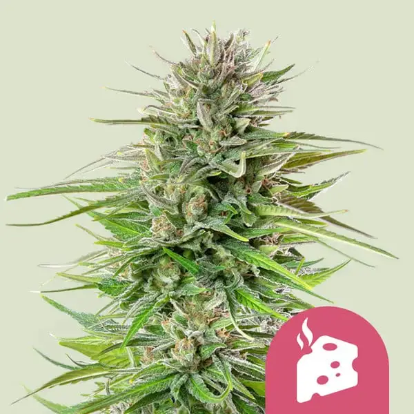 Blue Cheese Royal Queen Seeds Blue Cheese Royal Queen Seeds