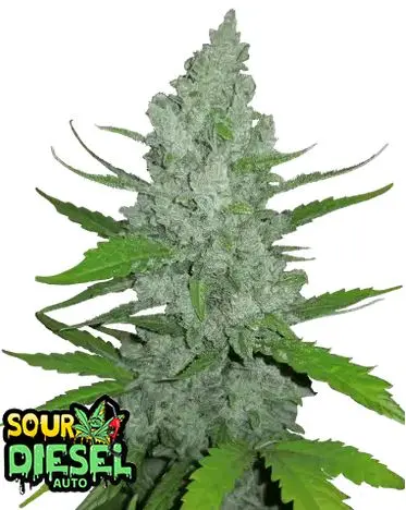 Sour Dieses Auto FastBuds Sour Dieses Auto FastBuds