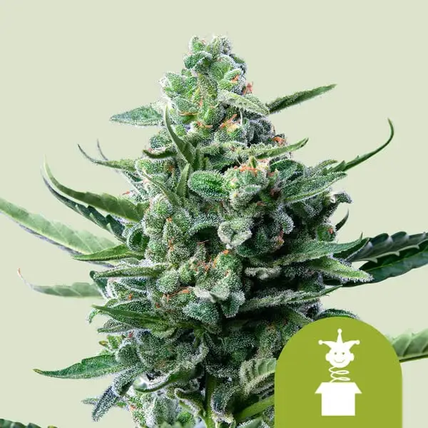 Royal Jack Auto Royal Jack Auto