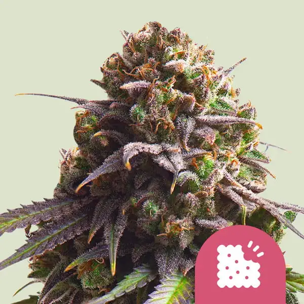 Biscotti Royal Queen Seeds Biscotti Royal Queen Seeds