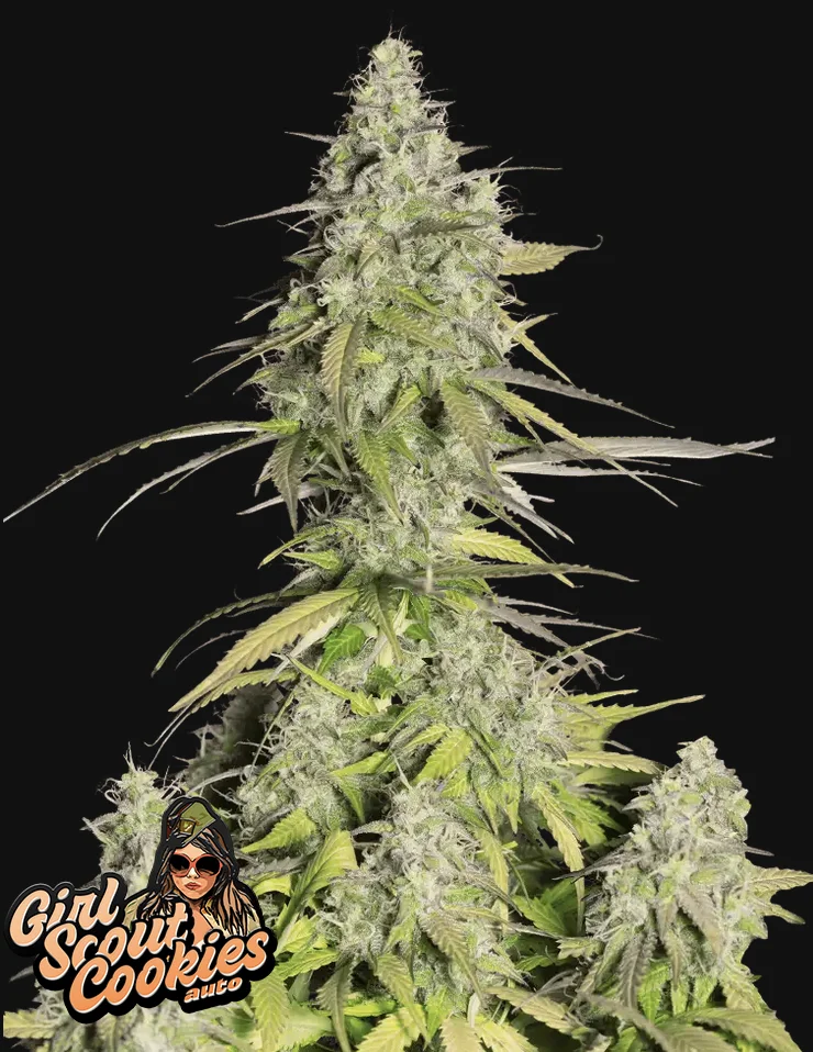 Girl Scout Cookies Fast Buds Girl Scout Cookies Fast Buds