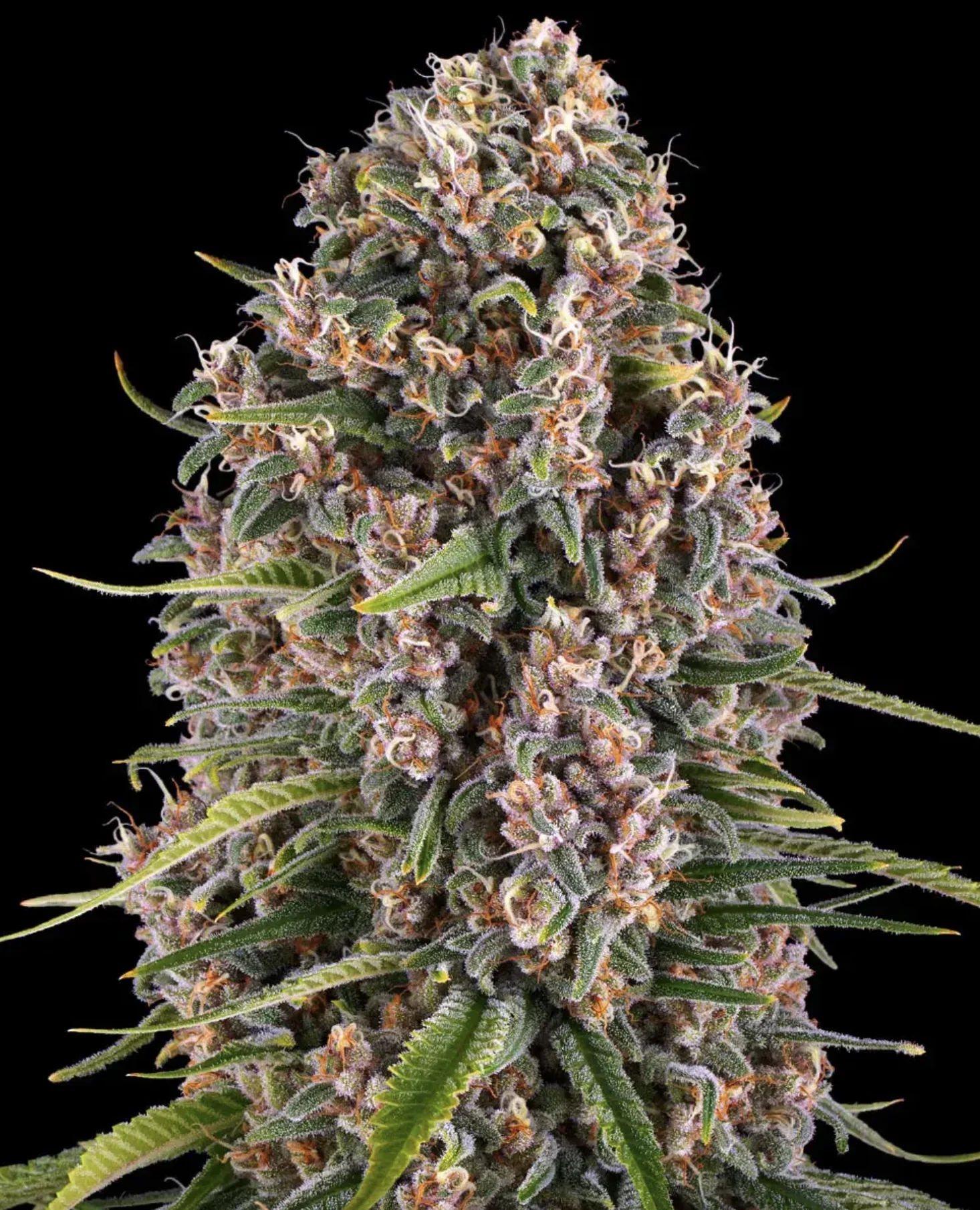 Blue Cheese BF Blue Cheese BF
