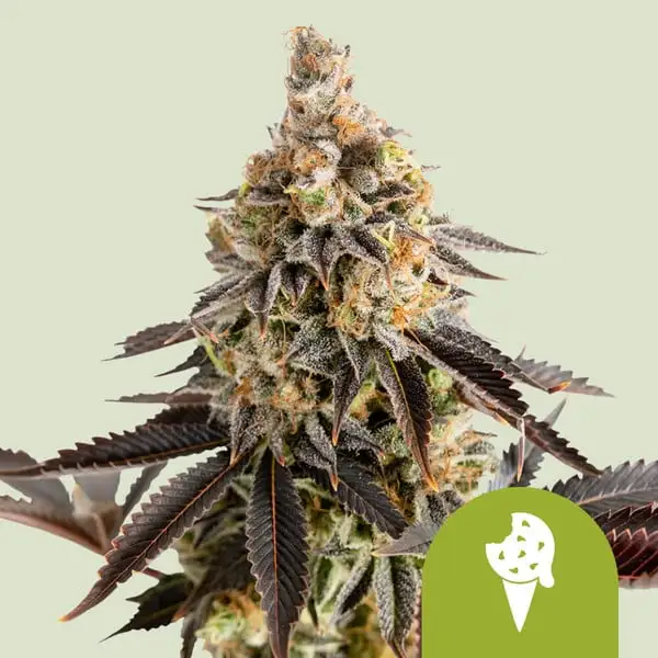 Cookies Gelato Auto Royal Queen Seeds Cookies Gelato Auto Royal Queen Seeds