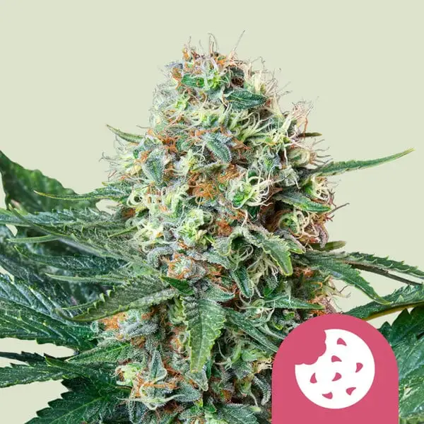 Royal Cookies Royal Cookies