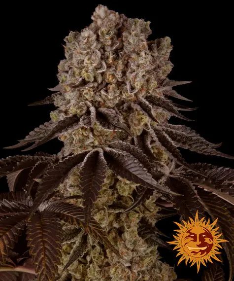 Purple Punch Barneys Farm Purple Punch Barneys Farm