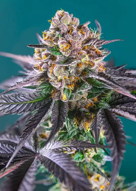 Red Strawberry Banana Auto Sweet Seeds Red Strawberry Banana Auto Sweet Seeds