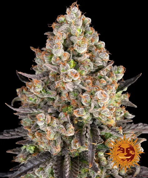 OG Kush Barneys Farm OG Kush Barneys Farm