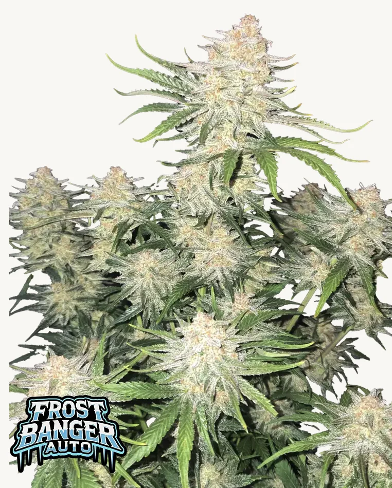 Frostbanger FastBuds Frostbanger FastBuds
