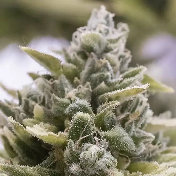 OG Kush Auto HSO OG Kush Auto HSO