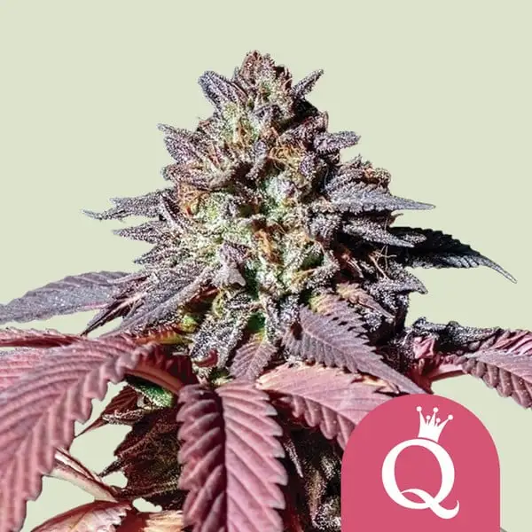 Purple Queen Royal Queen Seeds Purple Queen Royal Queen Seeds