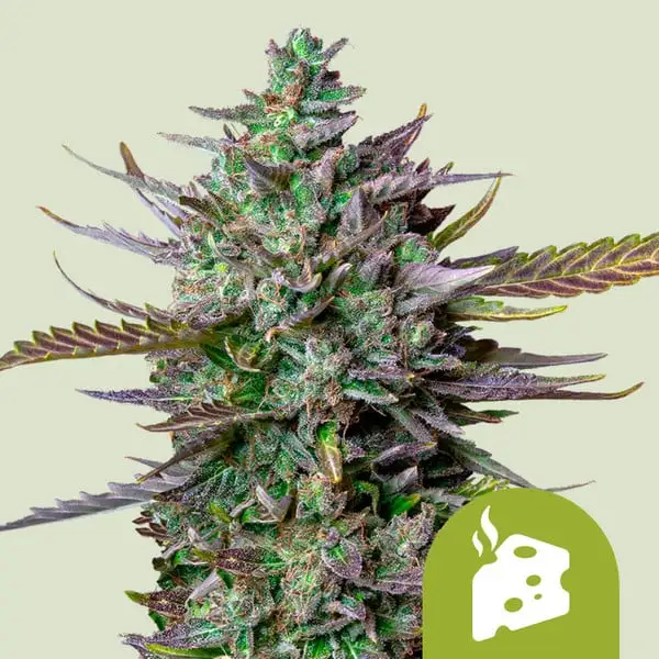 Blue Cheese Auto Royal Queen Seeds Blue Cheese Auto Royal Queen Seeds