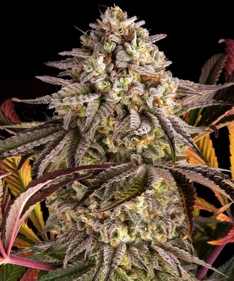 Blue Sunset Sherbert Barneys Farm Blue Sunset Sherbert Barneys Farm
