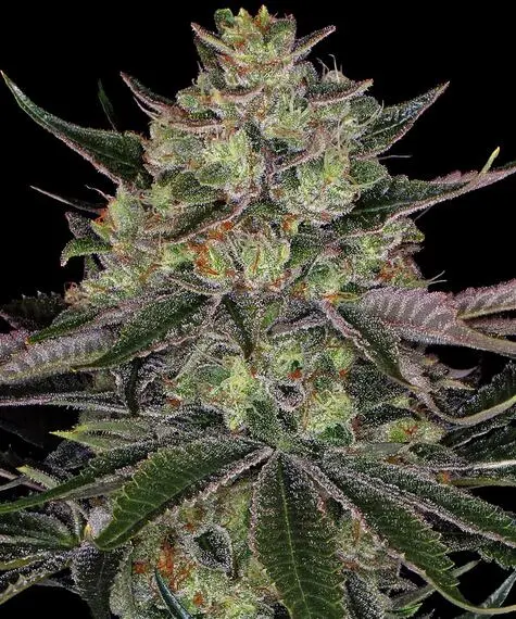 Gorilla Zkittles Barneys Farm Gorilla Zkittles Barneys Farm