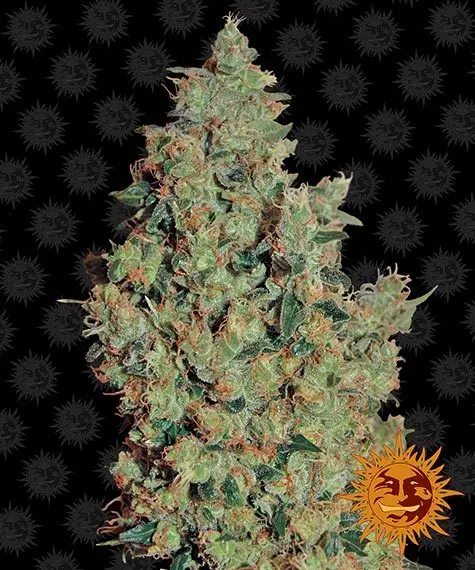 Tangerine Dream BF Tangerine Dream BF