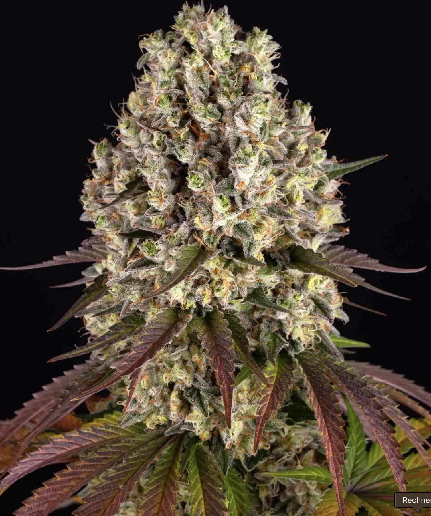 Sour Diesel BF Sour Diesel BF