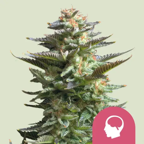 Amnesia Haze | Royal Queen Seeds | 3Stk. Amnesia Haze