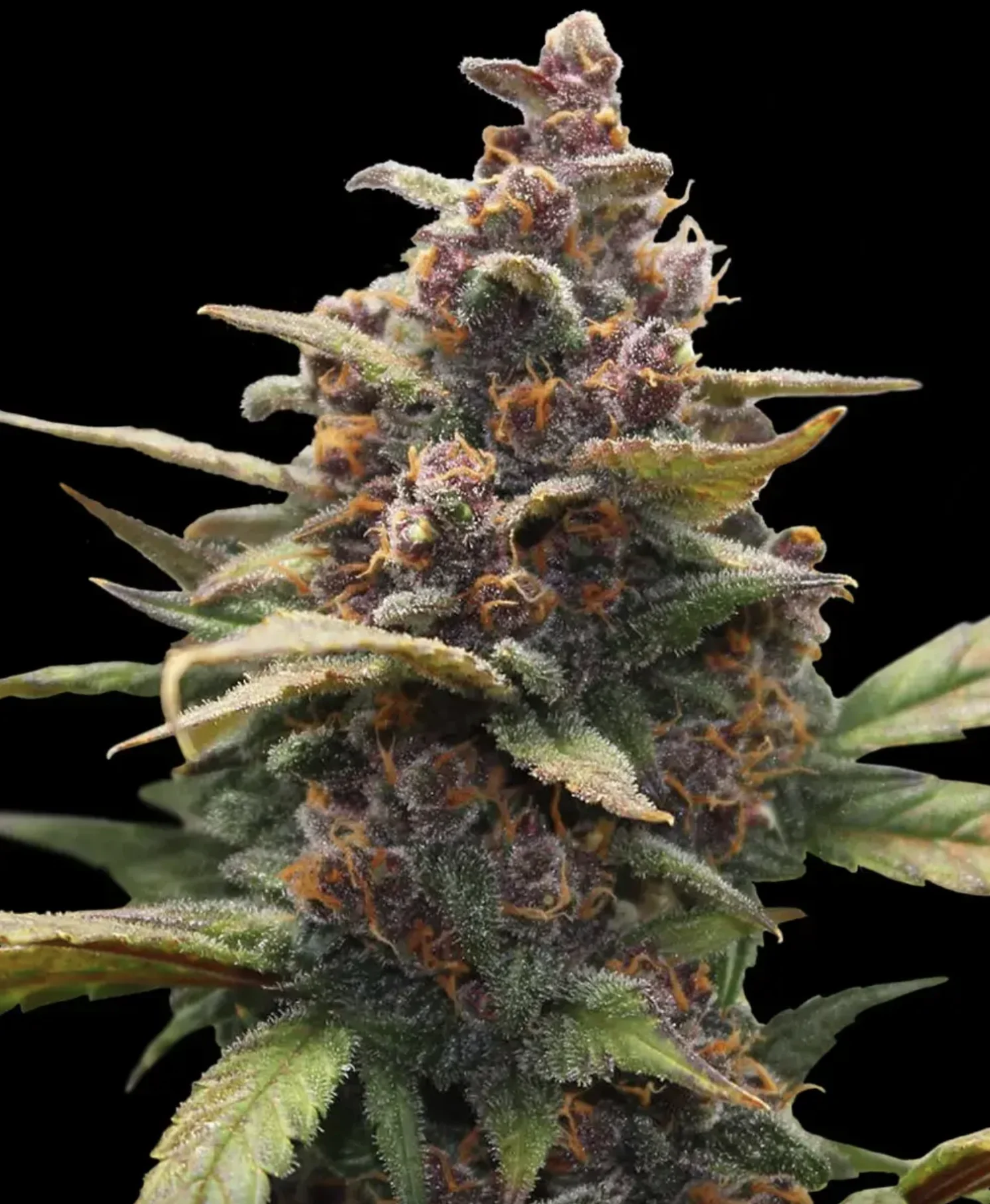 Ayahuasca Purple BF Ayahuasca Purple BF