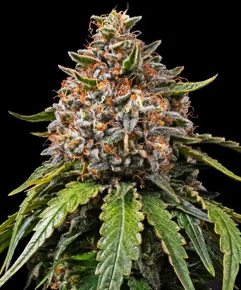 White Widow XXL Barneys Farm