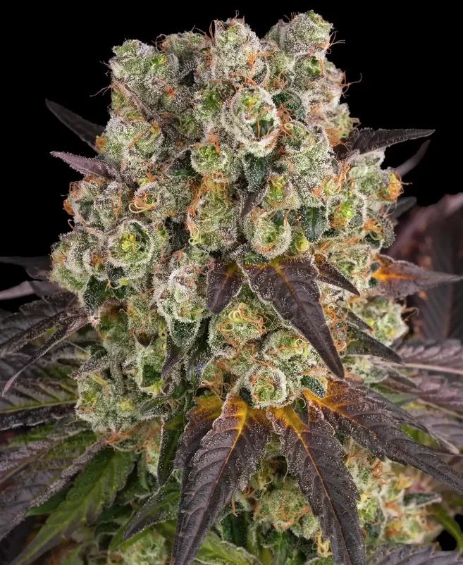 Purple Punch x Lemon Drizzle Barneys Farm Purple Punch x Lemon Drizzle Barneys Farm