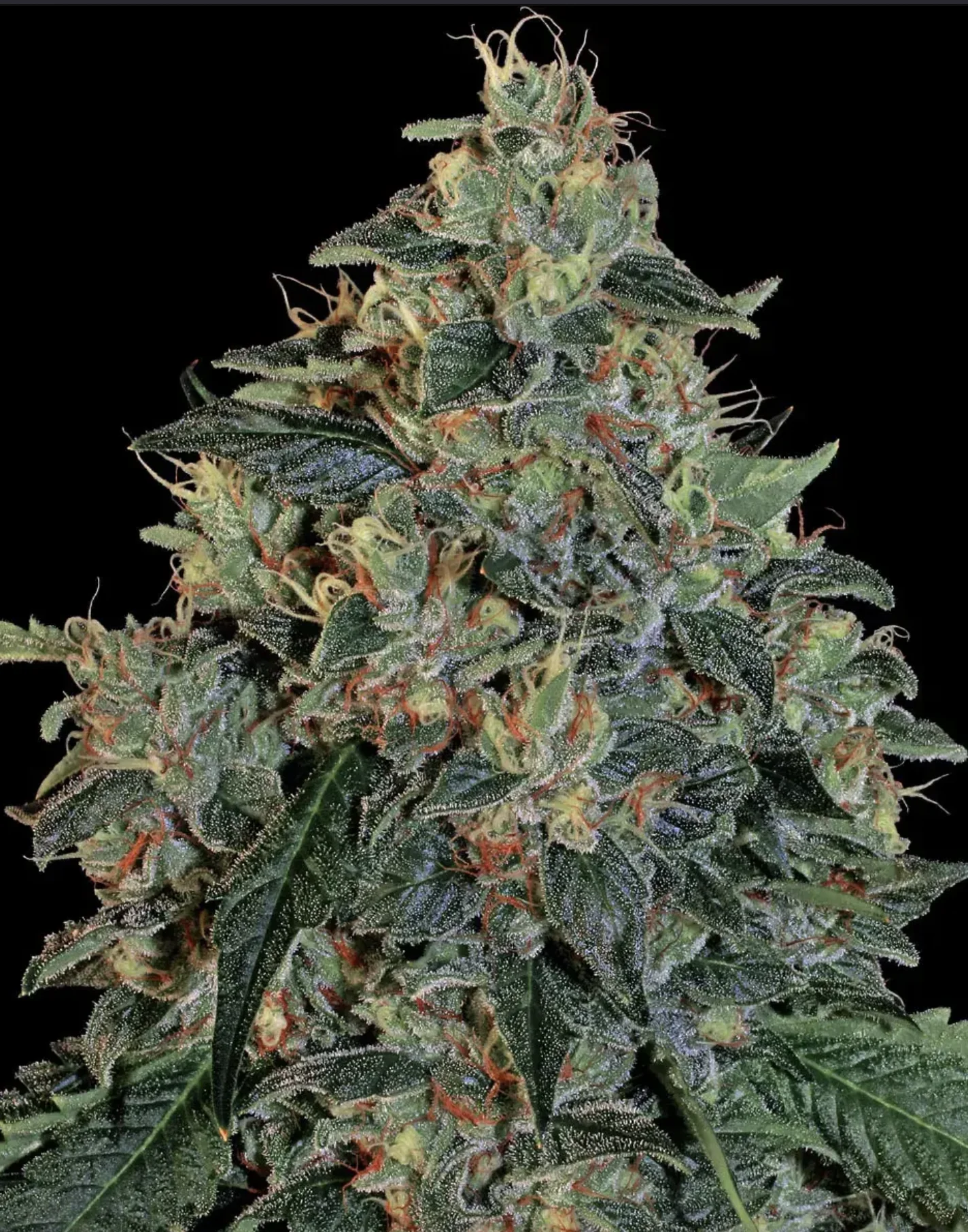 Blueberry OG BF Blueberry OG BF
