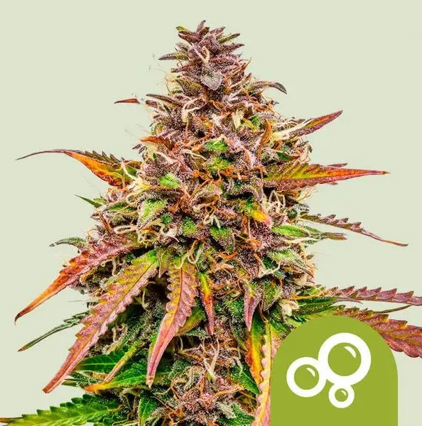 Bubble Kush Automatic Royal Queen Seeds Bubble Kush Automatic Royal Queen Seeds
